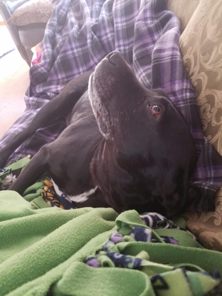 The bestest Boi of all the Bois Purple Noodle